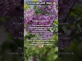 Твоё исцеление завершено ✨ Ты готова к новой любви #таро #shorts #любовь #исцелениедуши