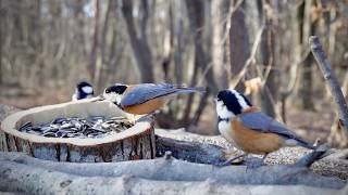Very Cold Clear Morning at the Bird Feeder | Started at 9 AM, -3.8°C / 25.2°F