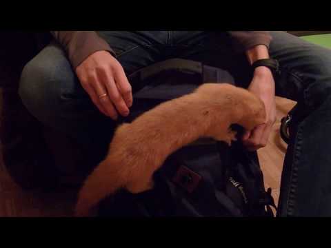 Сибирский колонок проявляет настойчивость / Siberian weasel demonstrates his insistence