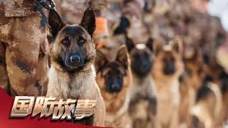 一级军士长·共同守护：火箭兵中的“特种兵” 军犬背后的“狼王” 「国防故事」| 军迷天下