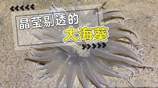 Download Lagu 小鬥驅車80多公里趕海，好東西是真多呀，海葵都是一片一片的！ 【海邊小鬥】 MP3