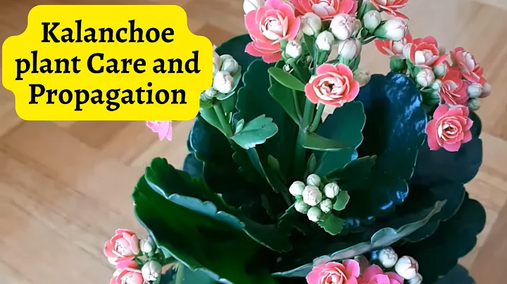 Kalanchoe plant Care and Propagation #kalanchoe - DayDayNews