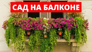 Сад на Балконе. Какие цветы подойдут для вашего балкона!