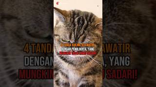 4 Tanda Kucing Khawatir dengan Pemiliknya, yang Mungkin Tidak Kamu Sadari!#shorts #animals #kucing