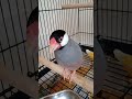 Javafinch Real Sound Singing Bird Female Javafinch Sound Cute Shorts Trending Love Singing