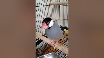 Javafinch real sound | Singing bird | female Javafinch sound #cute #shorts #trending #love #singing