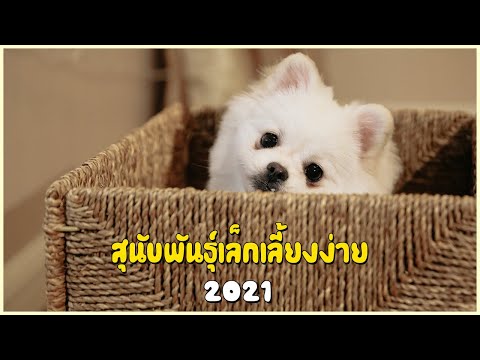 5 สุนัขพันธุ์เล็ก เลี้ยงง่าย (2021)