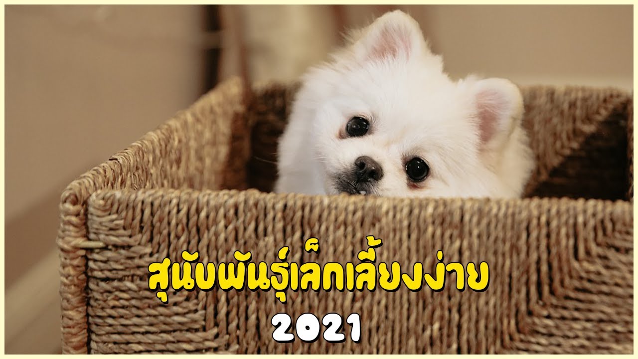 5 สุนัขพันธุ์เล็ก เลี้ยงง่าย (2021) - Youtube