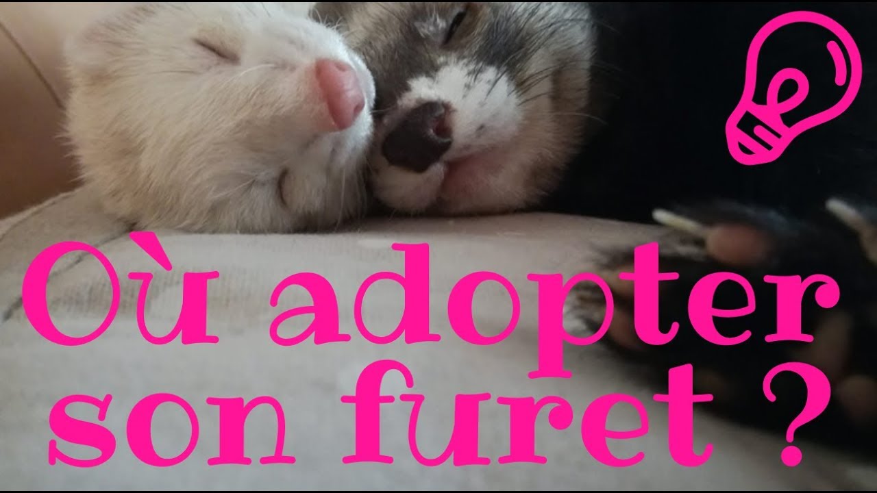 Où adopter son furet - Les Furets Malins