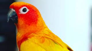 Celebrity RIP MAVERICK SONG - FOR MAVERICK THE PARROT (EXTREMELY SAD) Wealth
