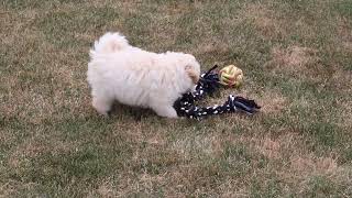 Pomapoo Puppies For Sale