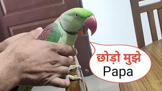 Pablo Mummy ka Cute Baccha hai aur Talking me iss Parrot ka koi jawab Nhi