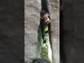 bluetit nest inside a wall with mother and chicks