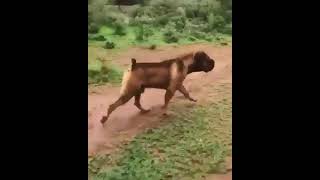 One of the best Boerboels in the world!