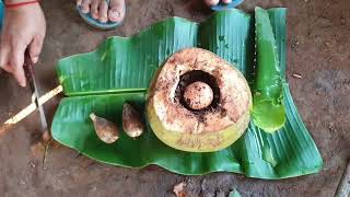 How to Grow propagate AVOCADO Tree in Coconut with Aloe Vera more quickly and success fully#garden