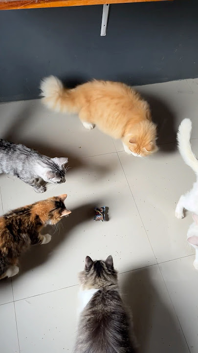 Kucing kaget lucu banget #cat #cute #funny #catlover #cutecat