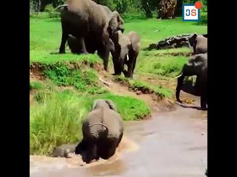 ვიდეო: როგორ სპილოებს სძინავთ