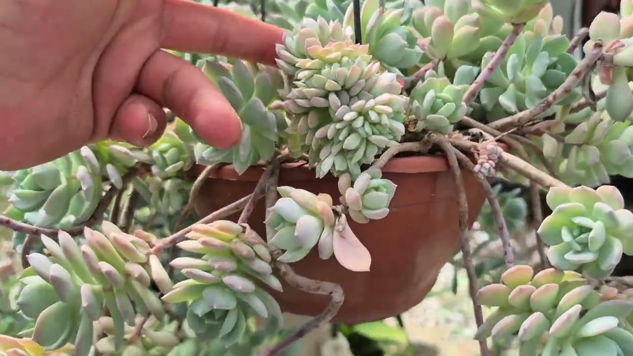 Como Fazer Mudas de Suculentas Desmanchando Colônias (passo a passo)