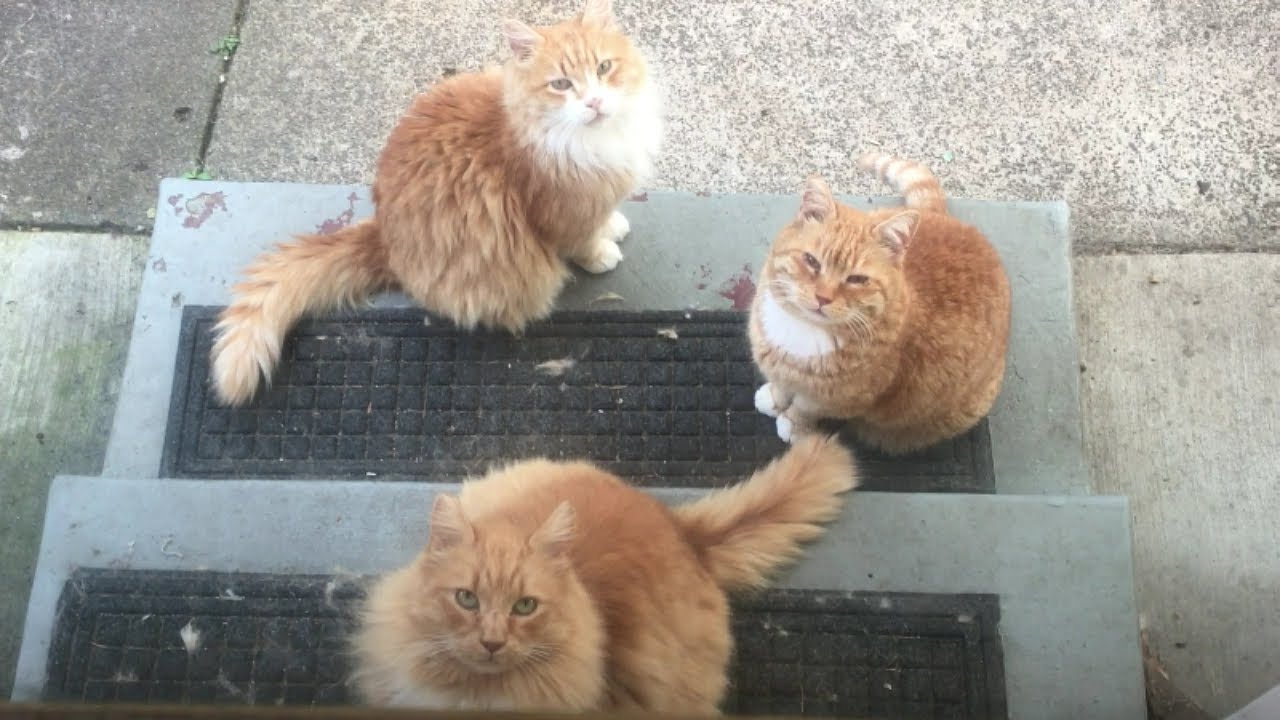 cat condo 2 mod apk M3FC 0584 Watching our sweet gingers anticipating their dinner