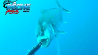 Pêche Passion Fréjus - Attaque de sériole filmée par Water Wolf