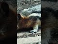 Самый милый момент похода — бурундук в деле