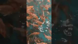 Feeding Tank Raised Juvenile American Red Snapper