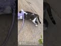 Cat likes rolling over on ground