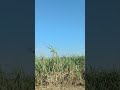 Será...✈️ #motivacional #shorts #youtubeshorts #agro