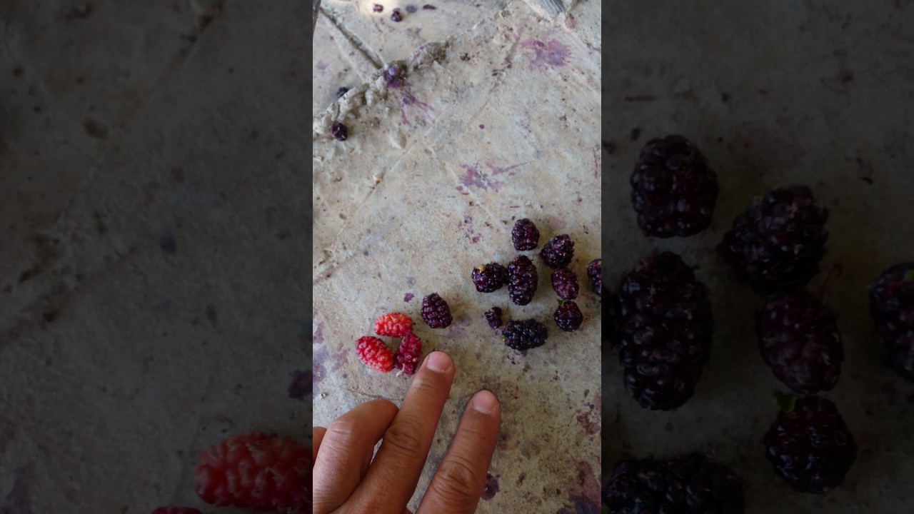 گاتوو یان شاو پادشای تووەکان؟ وەسف و پێناسێکی کورتی ئەودارە بەنرخە