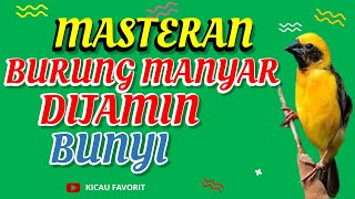 Blur 11 Masteran Burung Manyar Kembang Dijamin Langsung Gacor  Kicau Favorit