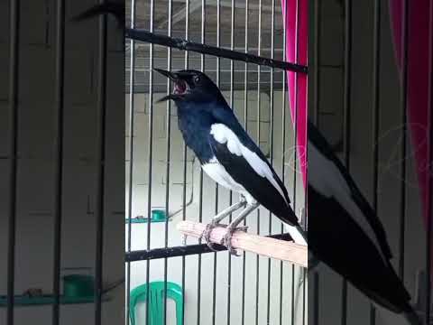 kacer gacor NGEPLONG tarung ini paling ampuh buat PANCINGAN KACER agar EMOSI NYAUT