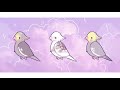 Wholesome Parrots Dancing Animation Meme