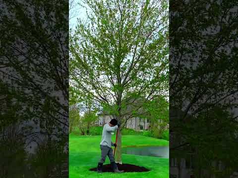 How to mulch
