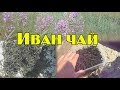 Иван чай - Проще некуда!