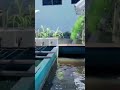 Integrated Urban Farming. Aquaculture, Holtikultura and Poultry