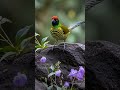 birds#naturesounds #naturesvoice #wildlife
