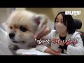 강아지를 키우는 ‘당신’이 꼭 봐야할 영상ㅣI Wish My Dog Can Tell Me He’s Sick