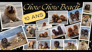 Chow Chow Beach 2024 à St Jean de Monts