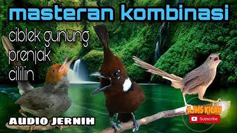 Masteran cigun - cililin - prenjak || audio jernih berjeda