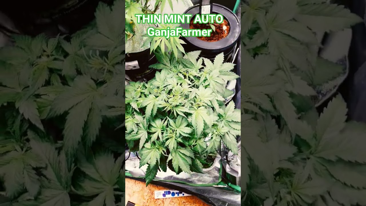 Thin Mint Auto GanjaFarmer
