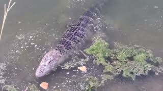 Gator on the 17th Cypresswood by Travel, Leisure, and Fun 2,825 views 1 year ago 2 minutes, 24 seconds