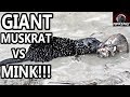 TRIPLE Muskrat Catch! BIG Muskrats vs BIG Mink!