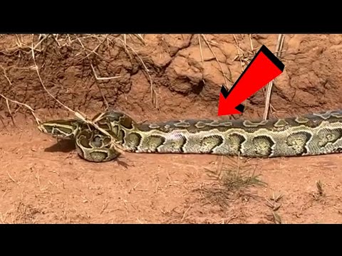 आजगर साँप खतरनाक | Big ajagar snakes | Snakes | Cobra snakes - YouTube