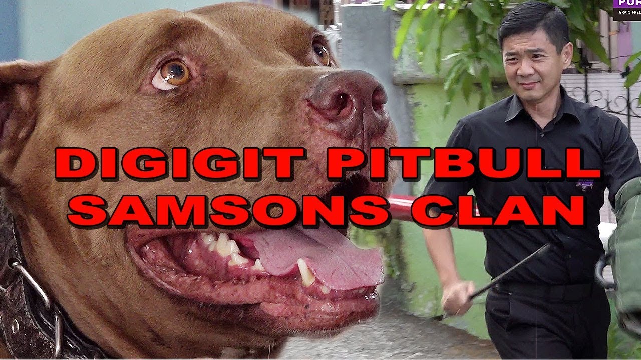 Fakta Tentang Anjing Pitbull Samsons Clan Vlog Dunia Anjing Kita