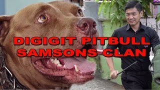 FAKTA TENTANG ANJING PITBULL SAMSONS CLAN