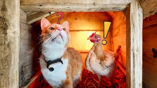 Ros Visits Mr Chicken! - Cat POV / Cat with Camera