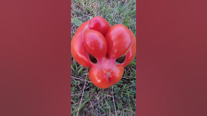 Tomato Dragon #shorts