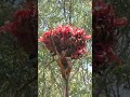 開花の珍しい ガイミアリリー