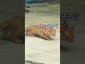 猫が同じポーズで移動する理由