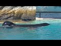 Happy 28th Birthday Keet - Feb 2, 2021 - SeaWorld San Diego